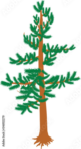 Green pine icon isometric vector. Freestanding evergreen coniferous tree icon. Plant, nature, flora, environment