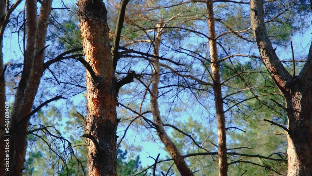 Squirrel on pine branches. squirrel jumps on pine branches. squirrel in the forest Squirrel on pine branches. squirrel jumps on pine branches. squirrel in the forest