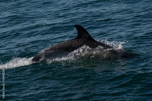 A common dolphin in the open sea out in its natural environment. These playful cetaceans like to play in the wake of passing boats like this scene in the Mediterranean off the costa del sol in Spain 