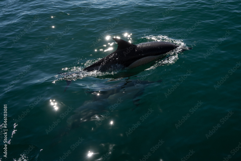 Fototapeta premium A common dolphin in the open sea out in its natural environment. These playful cetaceans like to play in the wake of passing boats like this scene in the Mediterranean off the costa del sol in Spain