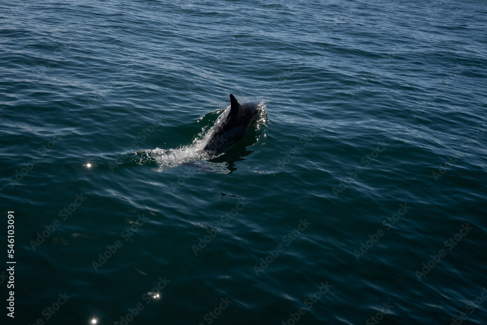 Obraz premium A common dolphin in the open sea out in its natural environment. These playful cetaceans like to play in the wake of passing boats like this scene in the Mediterranean off the costa del sol in Spain 