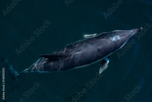 Tableau sur toile A common dolphin in the open sea out in its natural environment