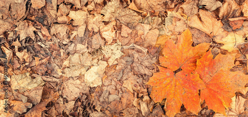 Naturalne tło, tekstura opadłych jesiennych skorodowanych liści przy parkowej ścieżce. Szczegół, pomarańczowe liście klonu.