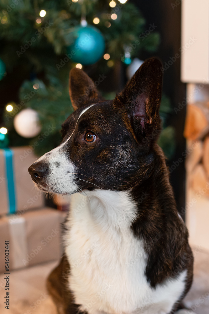 Welsh Corgi Pembroke. Christmas. A thoroughbred dog and a Christmas gift. Holidays and events