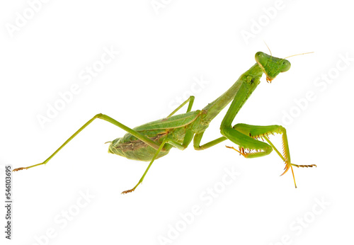 An Angled Close-up Focus Stacked View of a Pregnant Female Carolina Praying Mantis Isolated on White