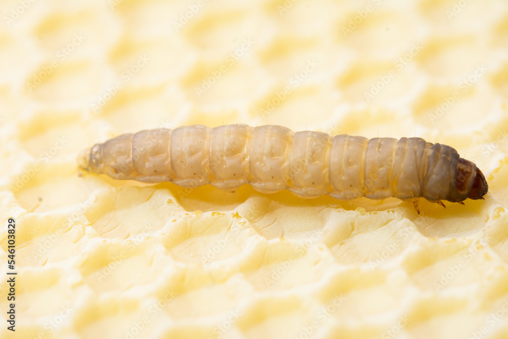 Galleria mellonella; wax moth - bee parasite Galleria mellonella; wax moth - bee parasite