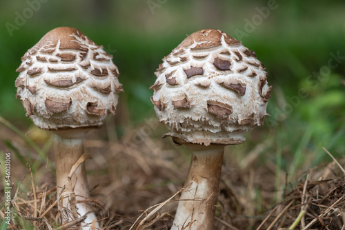 Shaggy parasol (chlorophyllum rhacodes) mushrooms