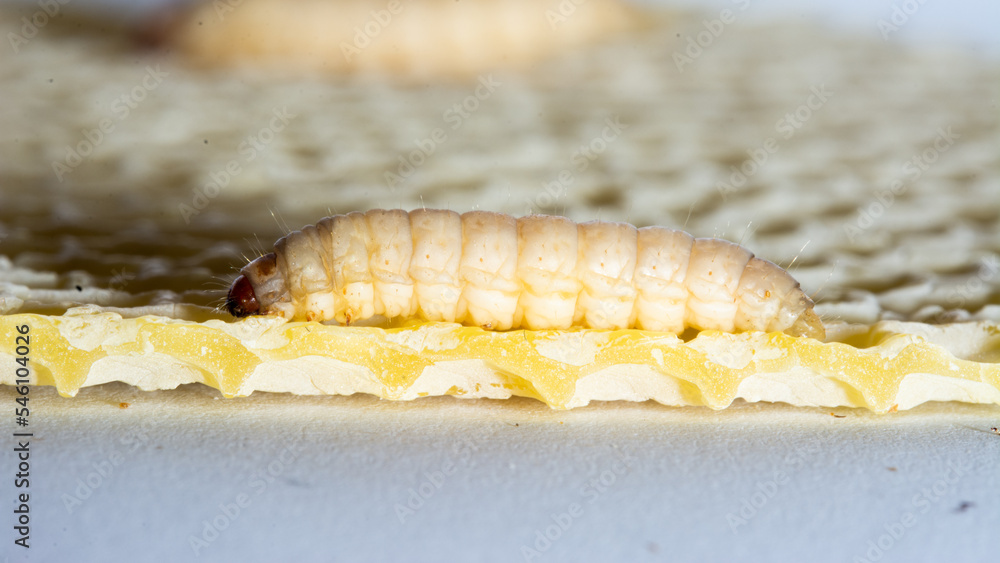 Fototapeta premium Galleria mellonella; wax moth - bee parasite