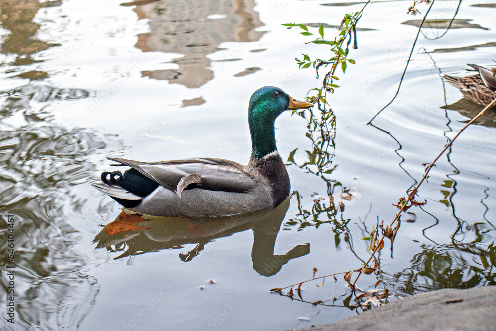 Fototapeta premium ducks in a pond