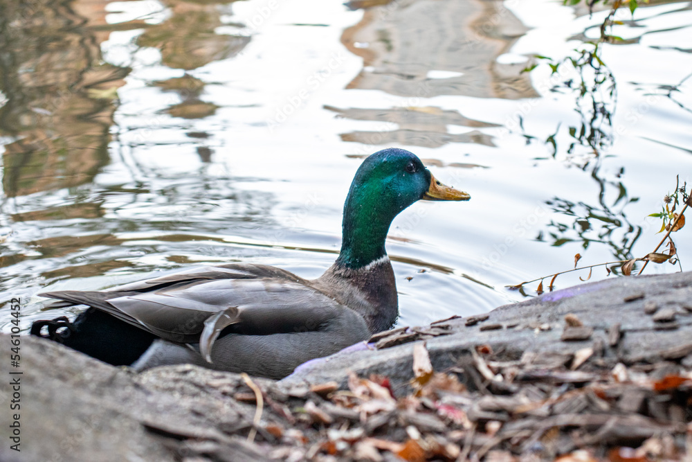 Obraz premium ducks in a pond