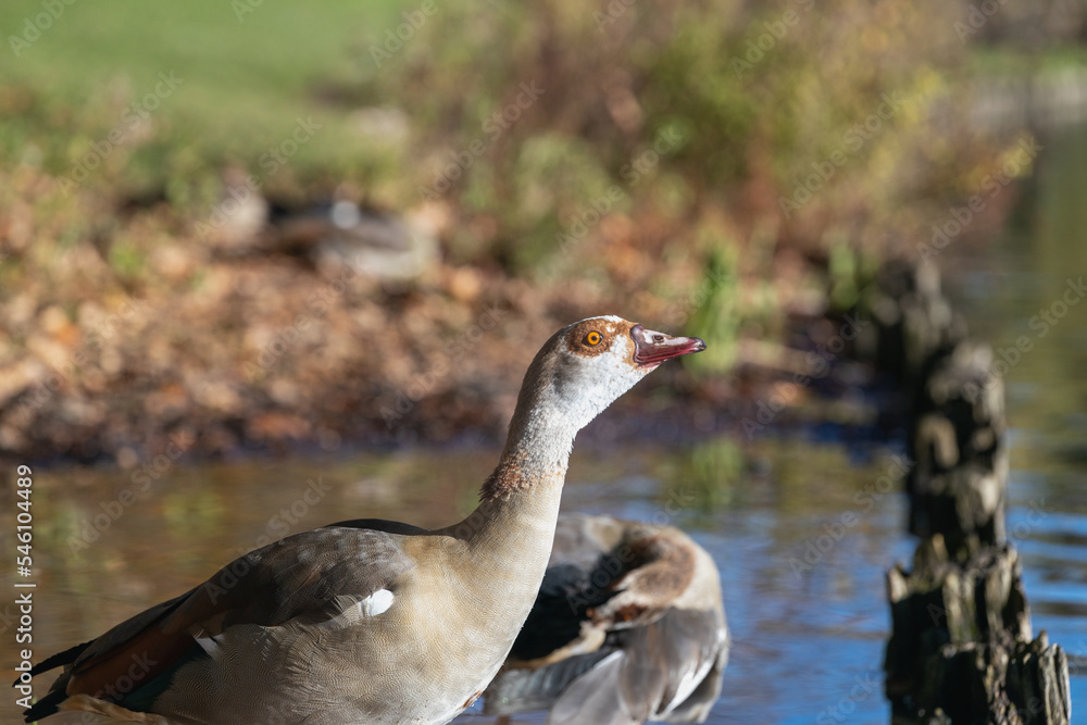 Portrait of Beautiful Egyptian goose standing in shallow water Portrait of Beautiful Egyptian goose standing in shallow water