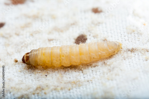Galleria mellonella; wax moth - bee parasite
