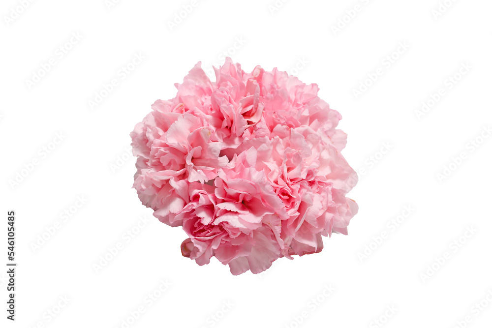 白バックのカーネーションの花束 白バックのカーネーションの花束