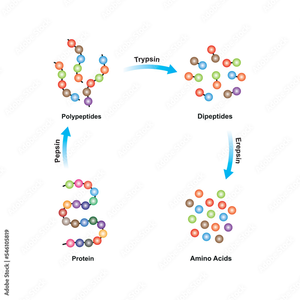 Scientific Designing of Protein digestion. Pepsin, Trypsin and Erepsin Enzymes Effect on Protein Molecule. Colorful Symbols. Vector Illustration.