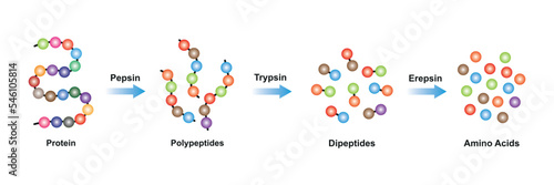 Scientific Designing of Protein digestion. Pepsin, Trypsin and Erepsin Enzymes Effect on Protein Molecule. Colorful Symbols. Vector Illustration. photo
