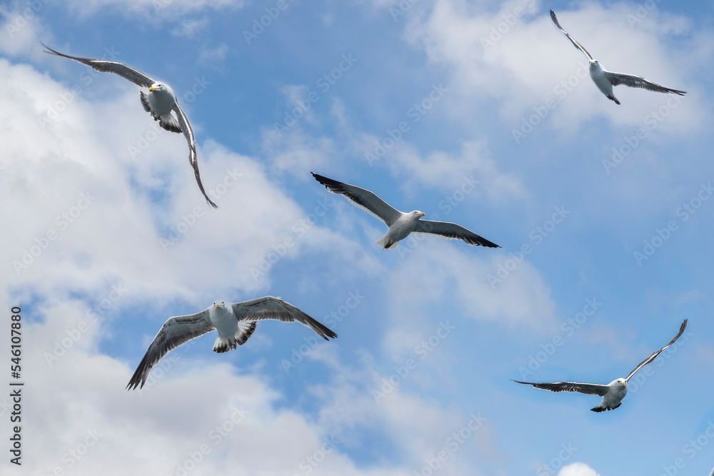 Naklejka premium seagull in the sky