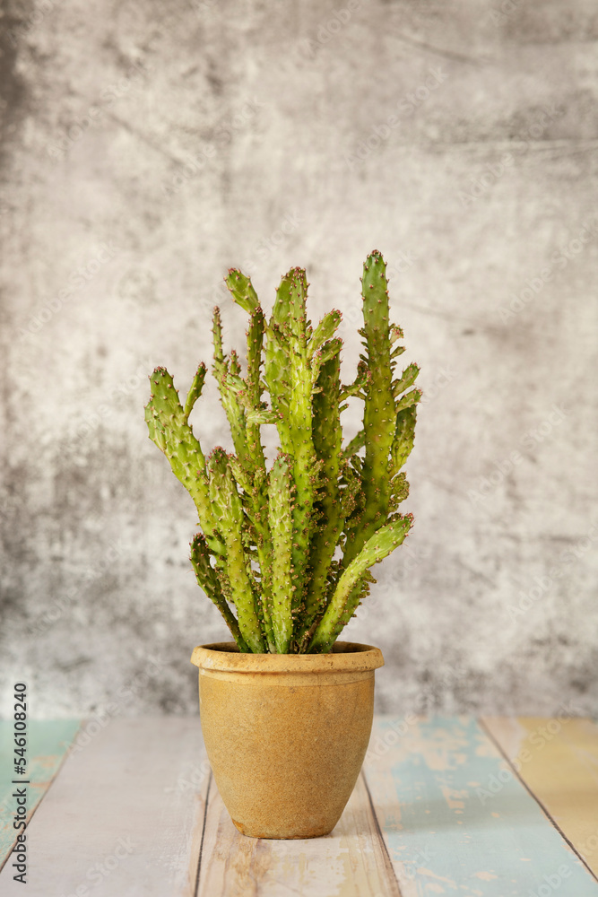 Branches of an opuntia microdasys plant in a terracotta pot and gray background and on a colored plank table Branches of an opuntia microdasys plant in a terracotta pot and gray background and on a colored plank table