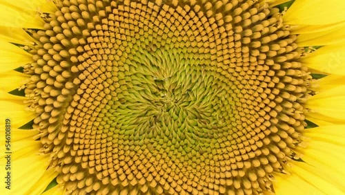 Time Lapse opening yellow Sunflower Head, close-up. Time-lapse of beautiful Sunflower blooms.