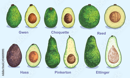 Various types of avocados. Vector illustration. Set for advertising and selling fruits on the site or in the store. Whole avocado and half with pit. Packaging, menu, magazine or brand book design. photo
