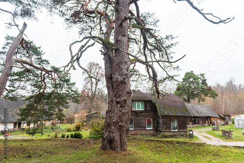 Monumental pine tree in Darte, Latvia. photo