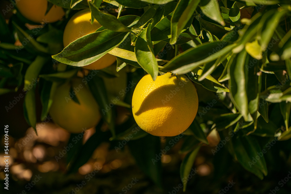 Oranges ripening on a citrus tree