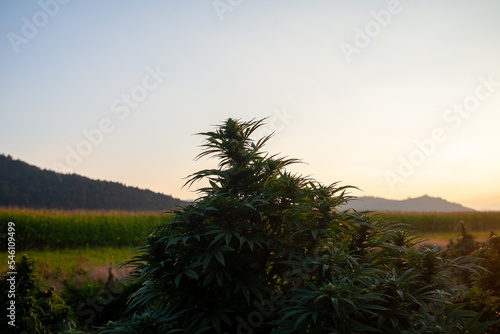 CBD Cannabis Hemp Field Outside at Sunset