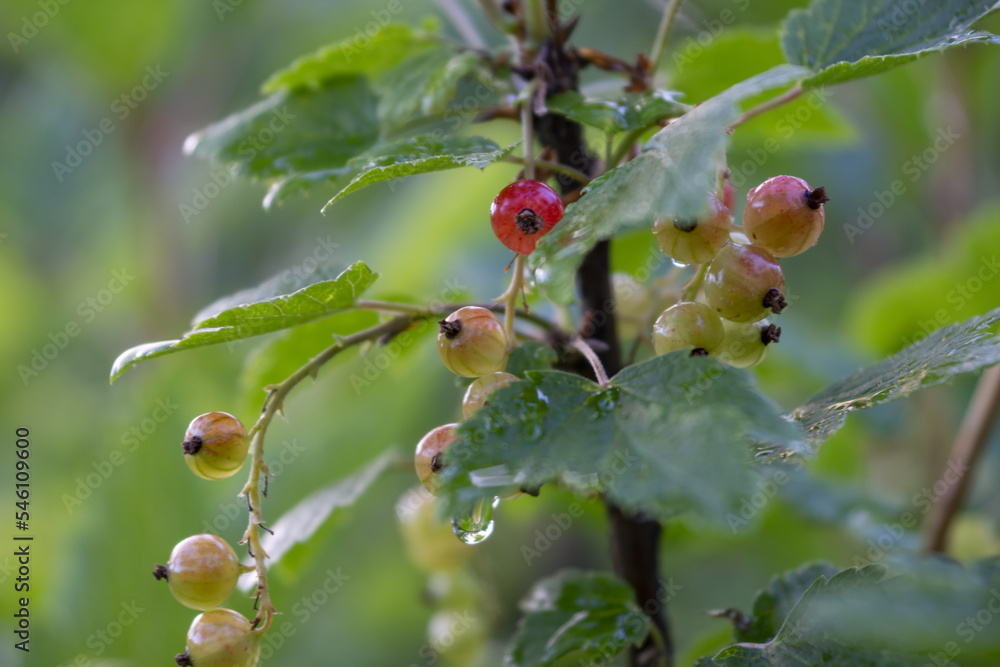Red currant bush after rain