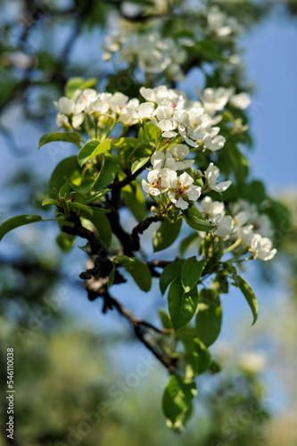 Gałązka drzewa z białymi kwiatami © Aleksandra