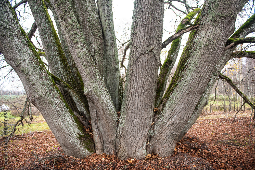 Linden tree with 24 trunks in autumn day, Latvia. Linden tree with 24 trunks in autumn day, Latvia.