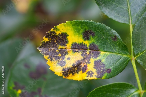 Leaf with black spot disease, Diplocarpon rosa