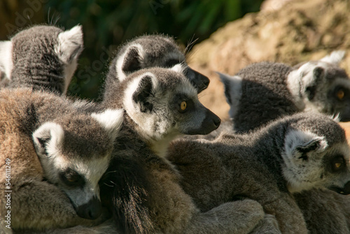 ring tail lemur © darksideofpink