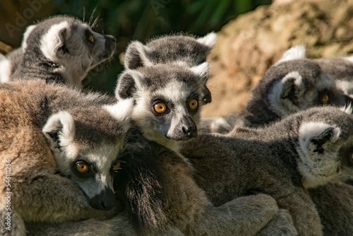 ring tail lemur © darksideofpink