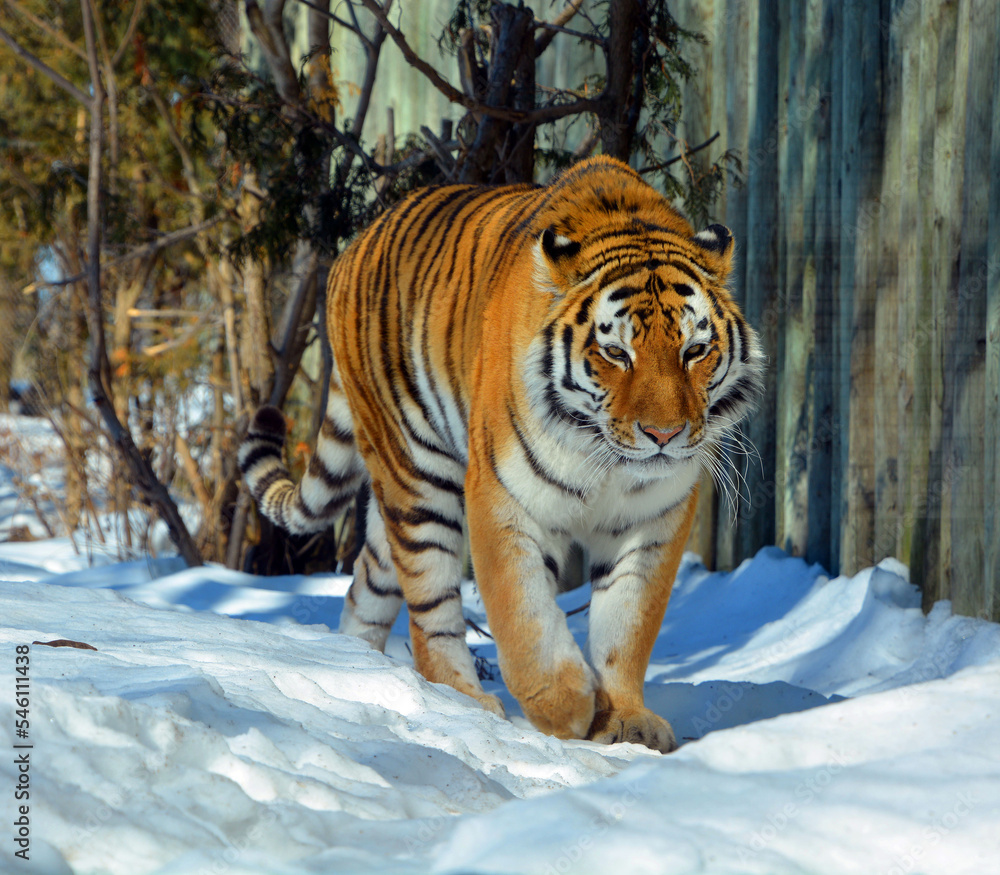 Obraz premium Amur Siberian tiger is a Panthera tigris tigris population in the Far East, particularly the Russian Far East and Northeast China