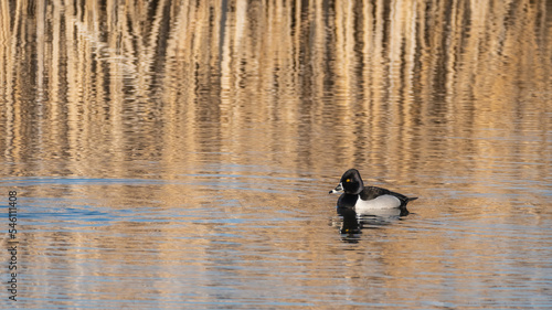 Ring-necked Duck Drake Swimming © Randy Runtsch