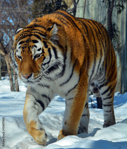 Amur Siberian tiger is a Panthera tigris tigris population in the Far East  particularly the Russian Far East and Northeast China