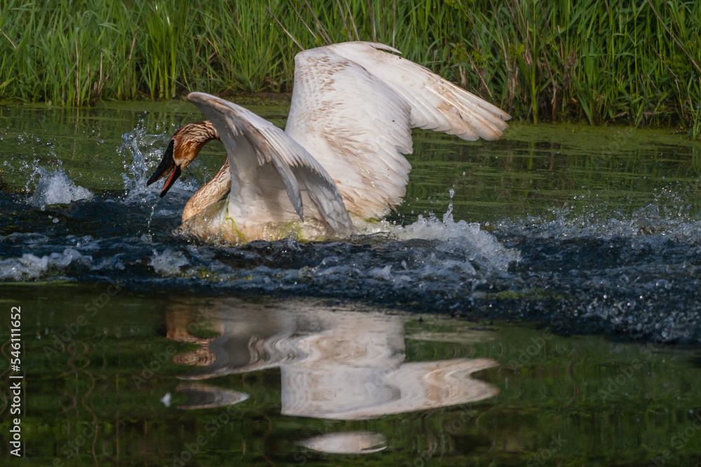 Obraz premium Trumpeter Swan Chases Canada Goose