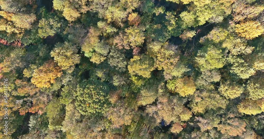 Aerial view of beautiful nature landscape with warm autumn colors yellow forest in South Carolina Aerial view of beautiful nature landscape with warm autumn colors yellow forest in South Carolina