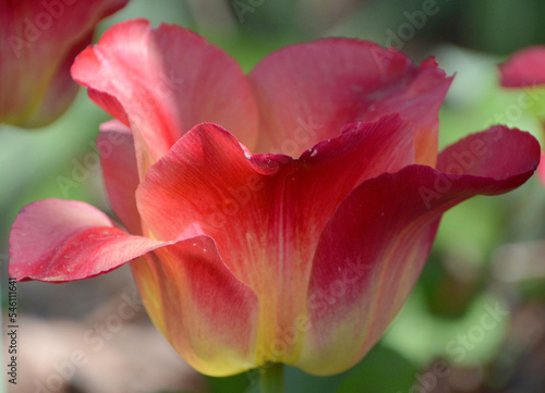 Tulips is a perennial  bulbous plant with showy flowers in the genus Tulipa  of which up to 109 species