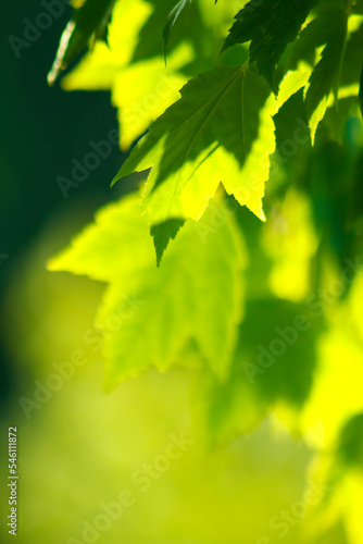 Sunlit green maple leaves background