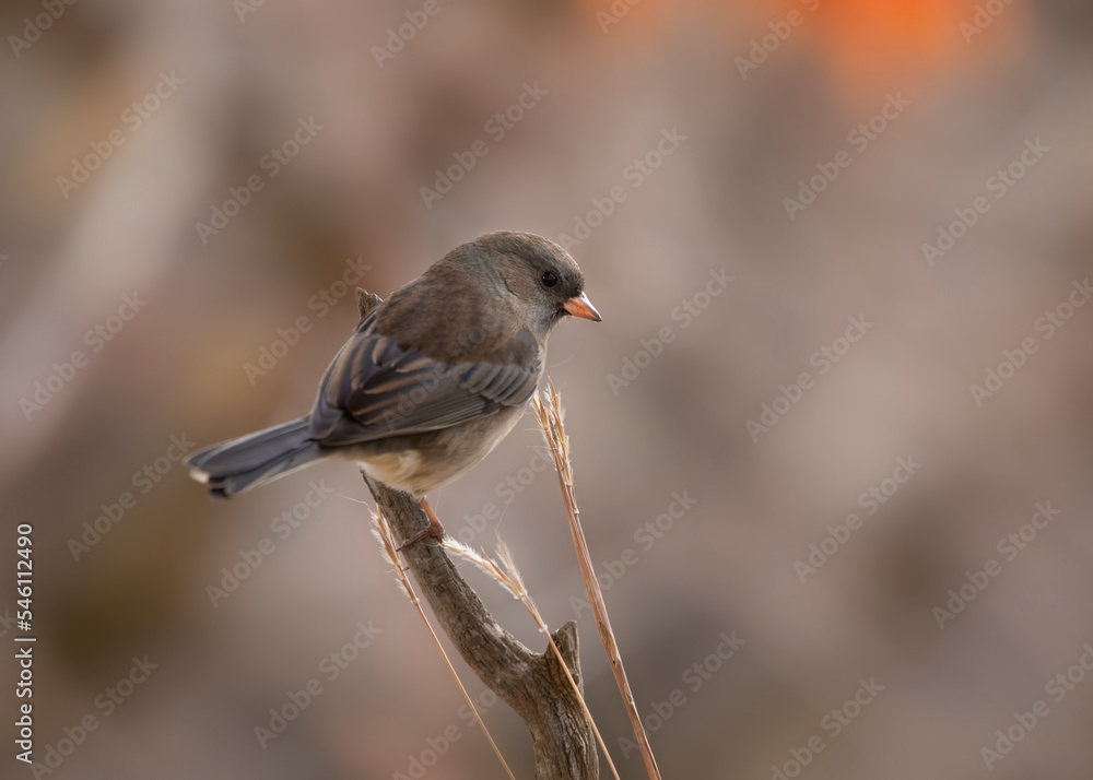 Junco on perch Junco on perch
