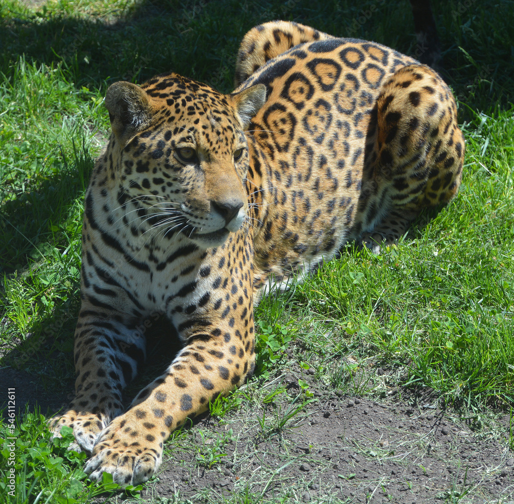 Jaguar in wild, a cat feline in the Panthera genus only extant Panthera species native to the Americas. Jaguar is the third-largest feline after the tiger and lion, and the largest in the Americas. Jaguar in wild, a cat feline in the Panthera genus only extant Panthera species native to the Americas. Jaguar is the third-largest feline after the tiger and lion, and the largest in the Americas.