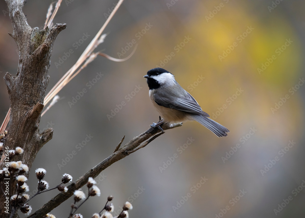 chickadee on branch chickadee on branch
