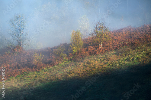 Wallpaper Mural autumn landscape with fog Torontodigital.ca