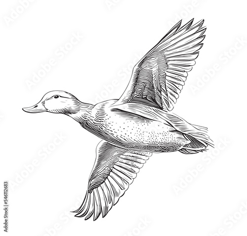 Duck flying hand drawn sketch engraving style vector illustration.