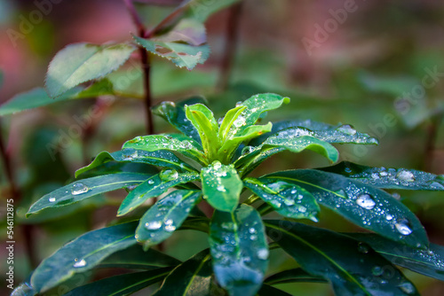 Meylan France 11 11 2022 hiking in the forest, wood spurge wet by raindrops, autumn landscapes photo