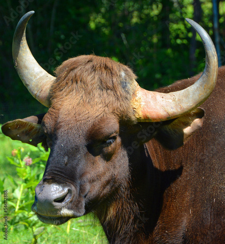The gaur or Indian bison, is the largest extant bovine, native to South Asia and Southeast Asia. It has been listed as Vulnerable on the IUCN Red List since 1986. photo