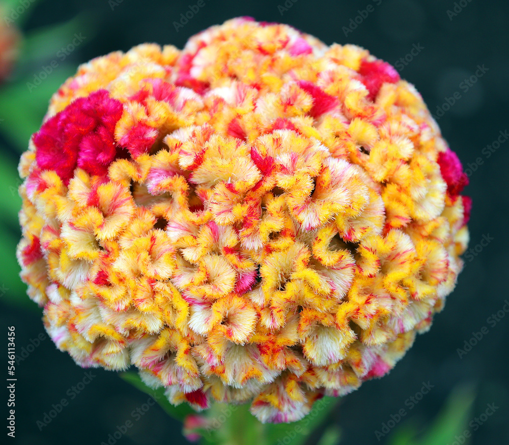 Celosia cristata is a member of the genus Celosia, and is commonly known as cockscomb, since the flower looks like the head on a rooster (cock). Celosia cristata is a member of the genus Celosia, and is commonly known as cockscomb, since the flower looks like the head on a rooster (cock).