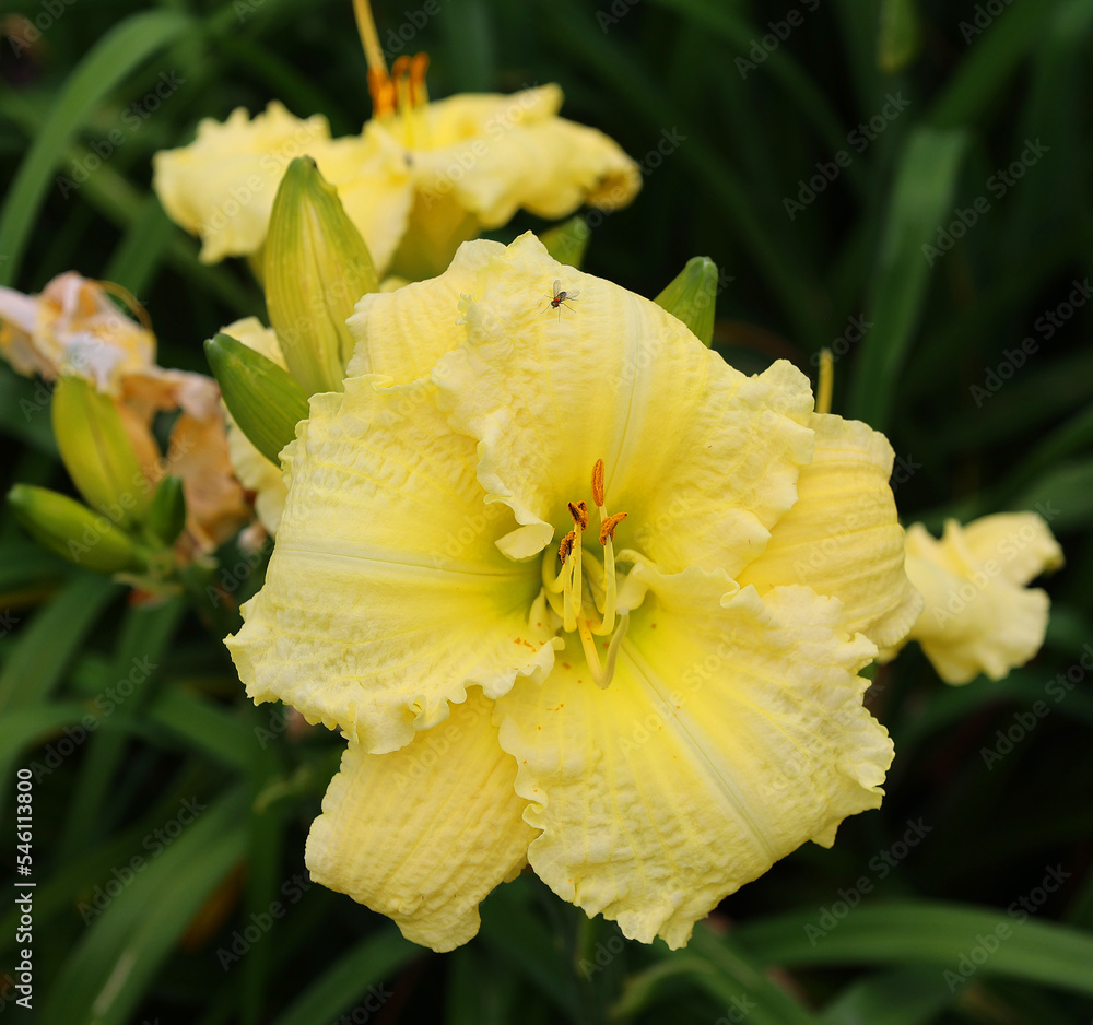 iris-is-a-genus-of-about-260-300-species-of-flowering-plants-with-showy