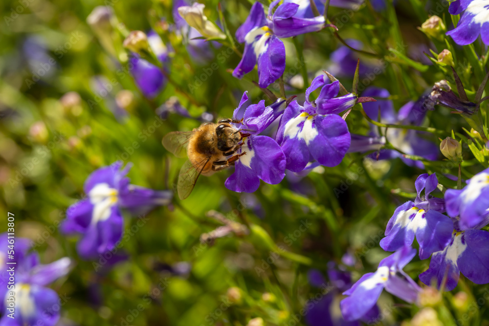 Macro of honeybee on flowers, collecting pollen Macro of honeybee on flowers, collecting pollen