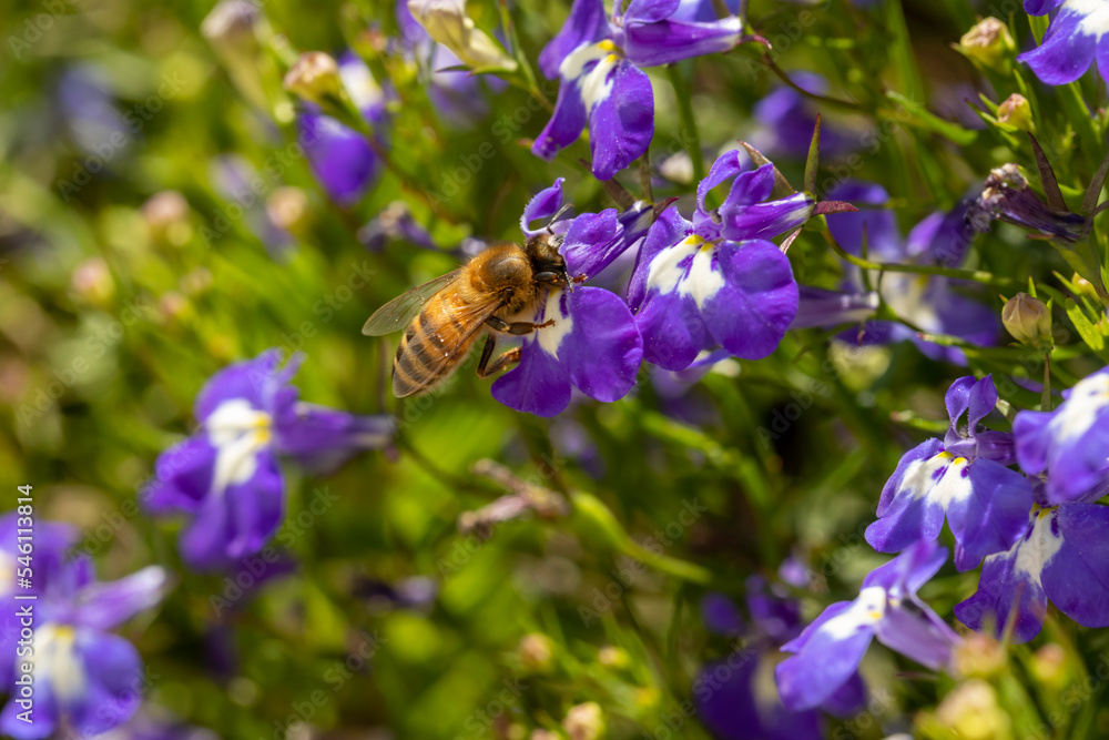 Macro of honeybee on flowers, collecting pollen Macro of honeybee on flowers, collecting pollen